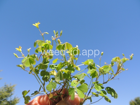 woodsorrel, creeping